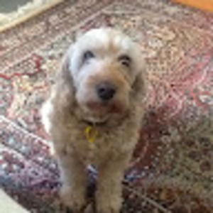 Meet your Posher, Lesley